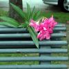 Fleur sur un banc