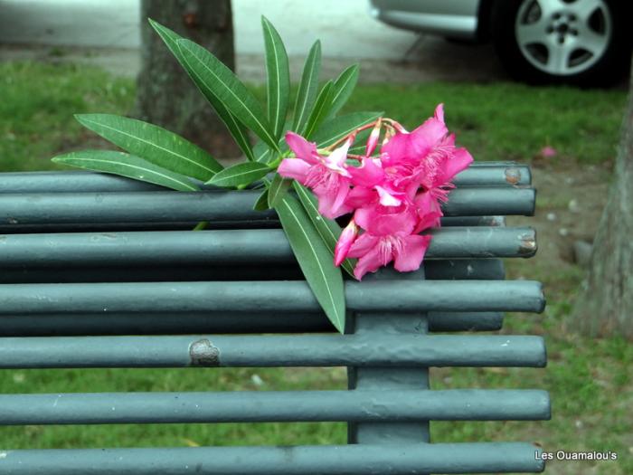 Fleur sur un banc
