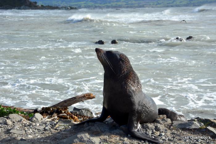 Kaikoura