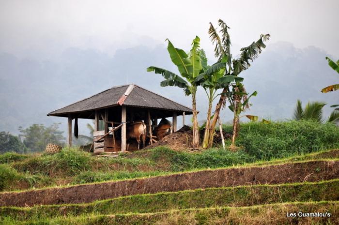 Les rizières de Jatiluwih