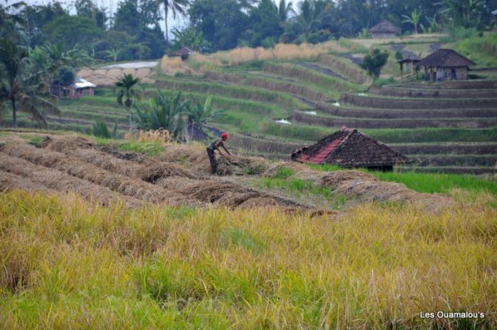 Les rizières de Jatiluwih