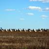 Cadillac Ranch à Amarillo