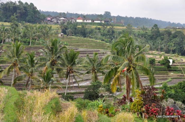 Les rizières de Jatiluwih