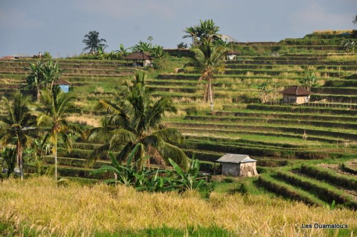 Les rizières de Jatiluwih