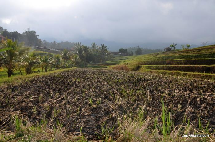 Les rizières de Jatiluwih