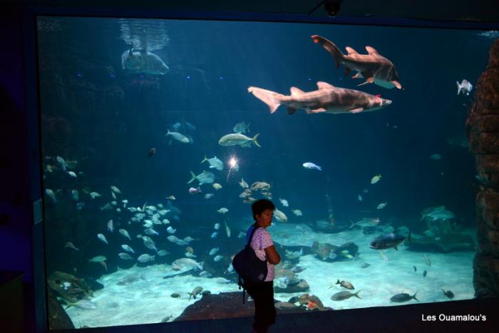 Aquarium de Virginia Beach