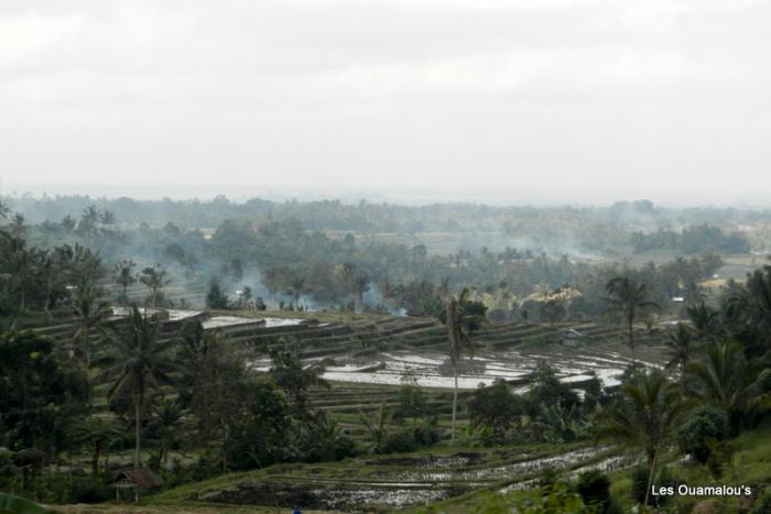 Les rizières de Jatiluwih