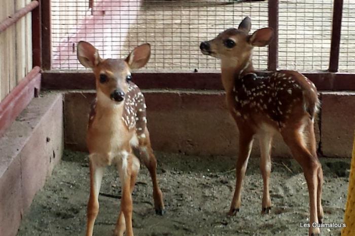 Faons : Bambi et son copain
