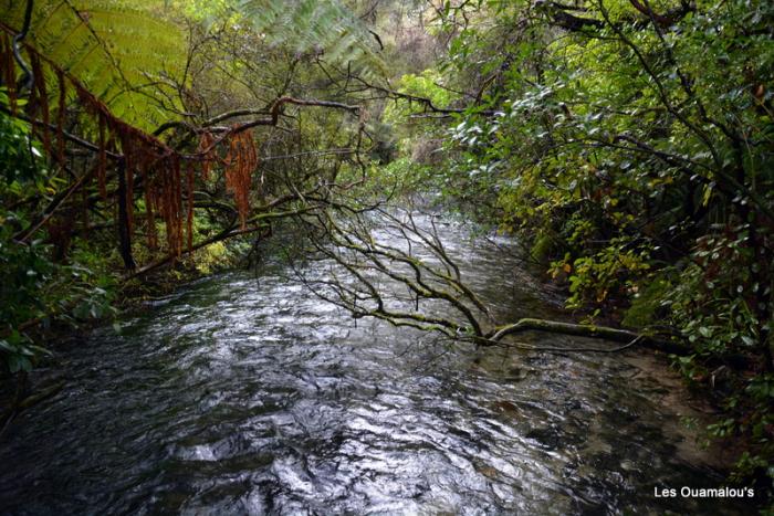 Waikoropupu Springs