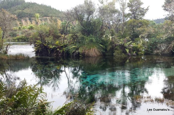 Waikoropupu Springs