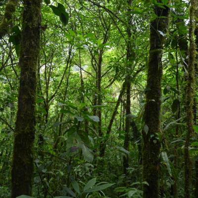 Forêt très dense