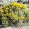 Painted Desert