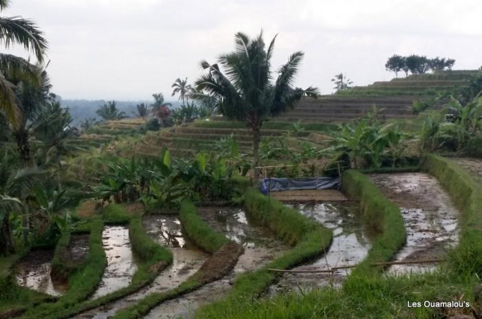 Les rizières de Jatiluwih