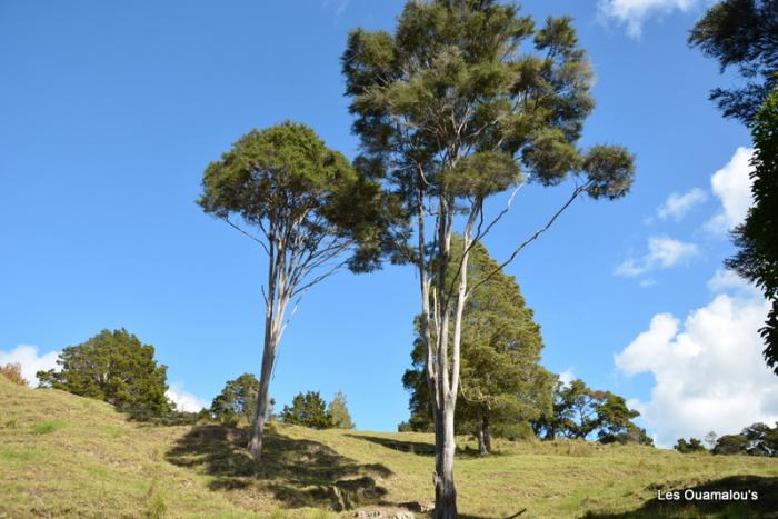 Waikere Boulders