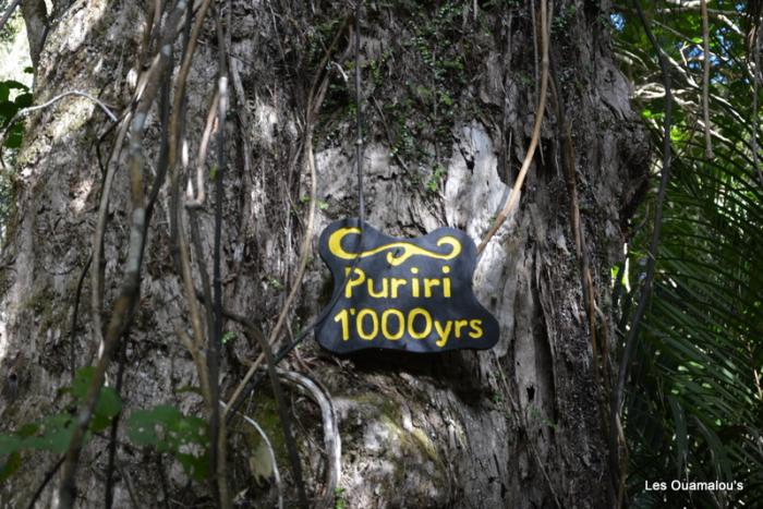 Waikere Boulders