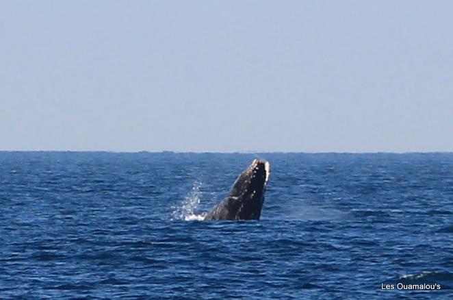 Les premières baleines