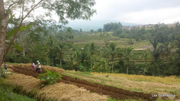 Les rizières de Jatiluwih