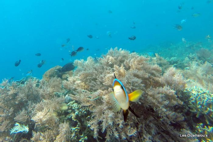 Plongée à Pulau Menjangan