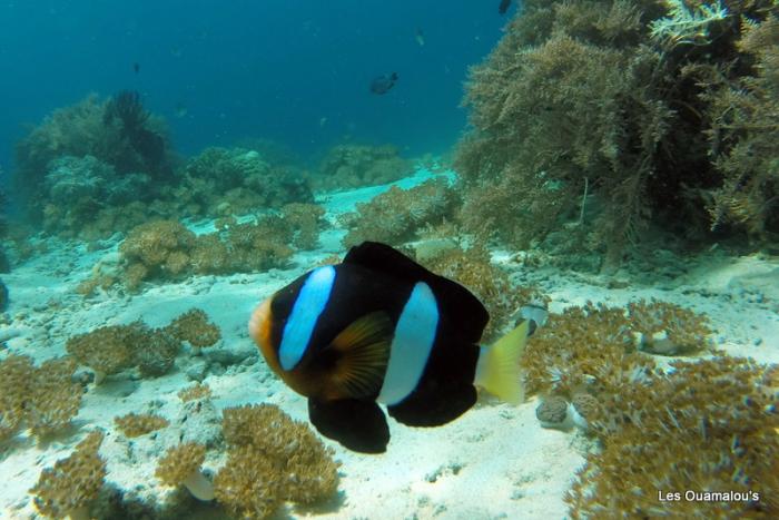 Plongée à Pulau Menjangan