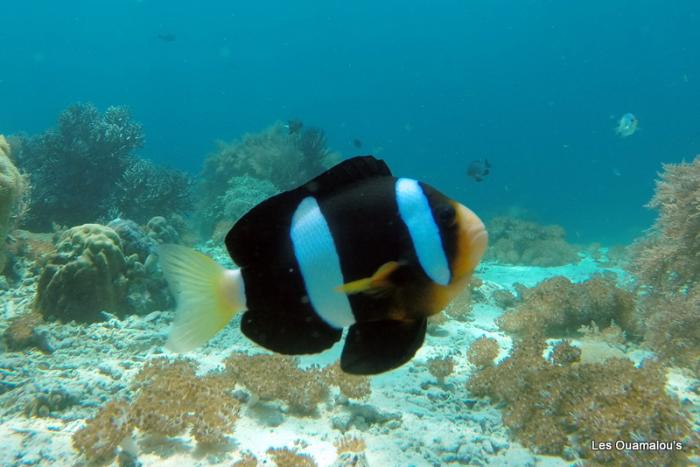 Plongée à Pulau Menjangan