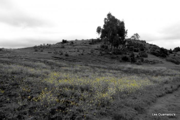 La forteresse de Sacsayhuamán