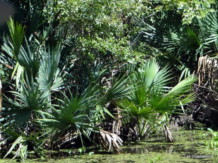 Balade dans les marais et bayous