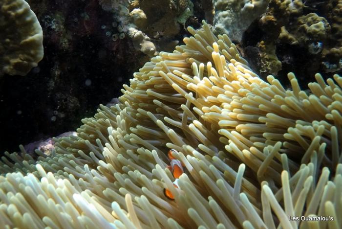 Plongée à Pulau Menjangan