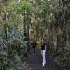 Waipoua Forest