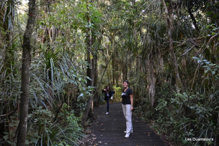 Waipoua Forest