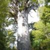 Waipoua Forest et gros Kauri