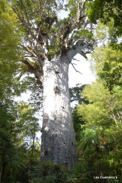 Waipoua Forest et gros Kauri