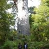 Waipoua Forest et gros Kauri