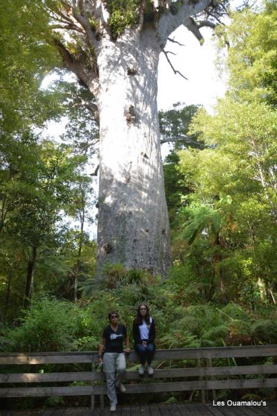 Waipoua Forest et gros Kauri