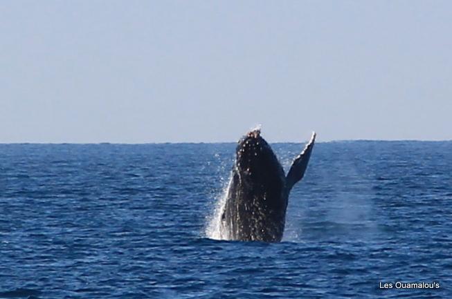 Les premières baleines