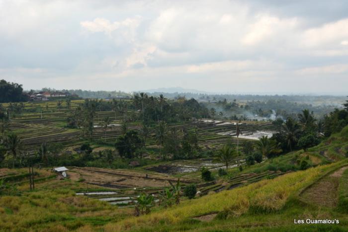 Les rizières de Jatiluwih