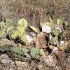 Palo Duro Canyon