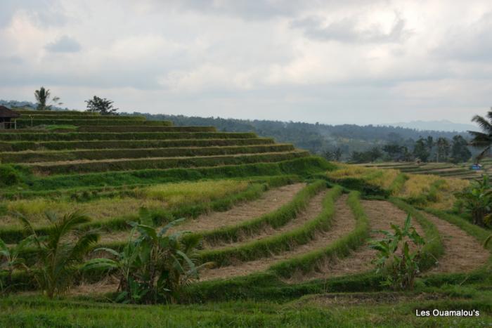 Les rizières de Jatiluwih