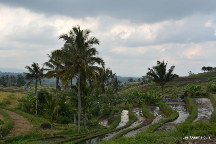 Les rizières de Jatiluwih