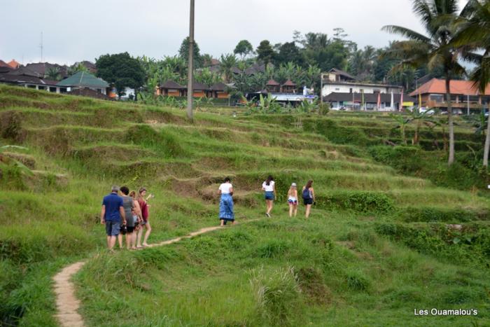 Les rizières de Jatiluwih