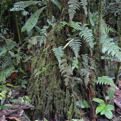 Direction Le Rio Celeste
