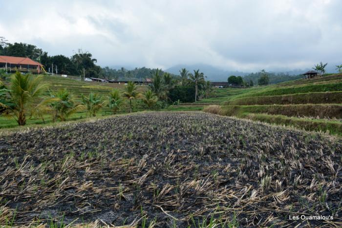 Les rizières de Jatiluwih