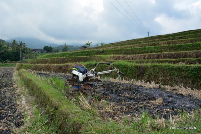 Les rizières de Jatiluwih