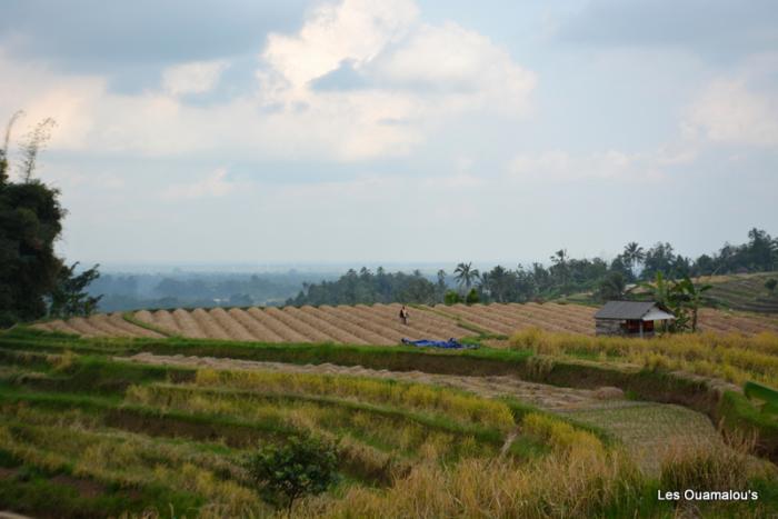 Les rizières de Jatiluwih