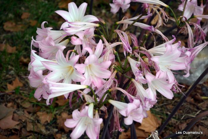 Balade dans le Jardin Botanique