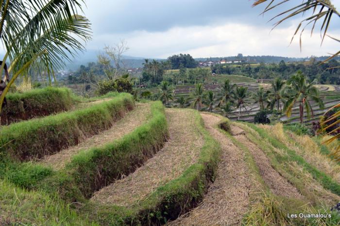 Les rizières de Jatiluwih