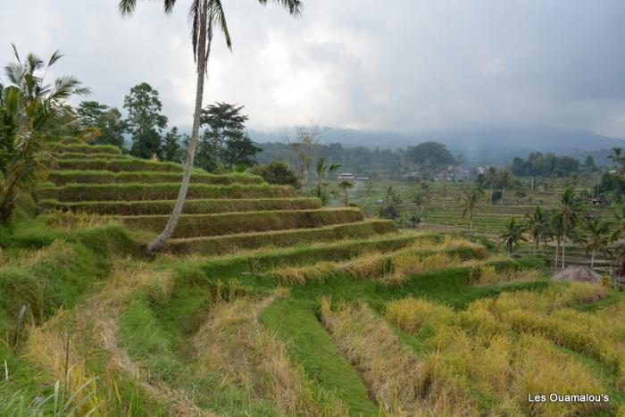 Les rizières de Jatiluwih