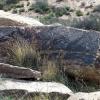 Painted Desert