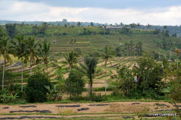 Les rizières de Jatiluwih