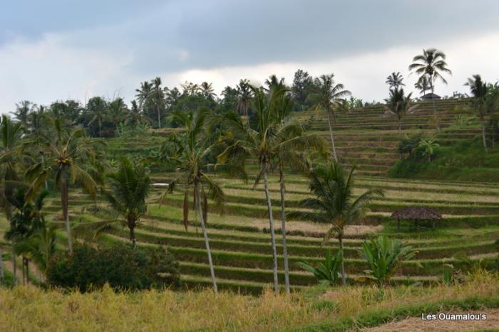 Les rizières de Jatiluwih