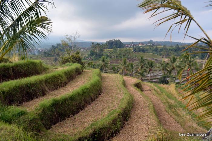 Les rizières de Jatiluwih